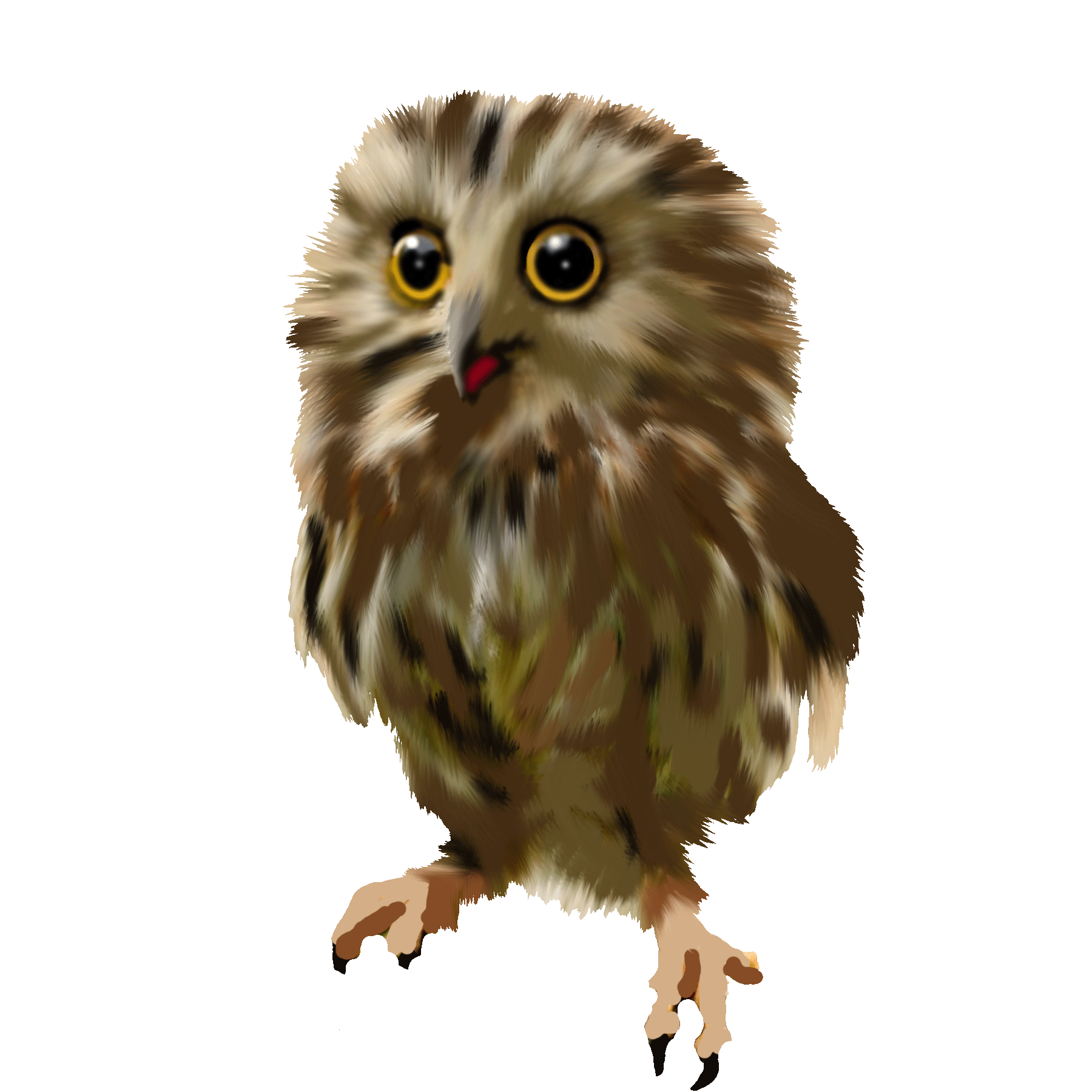 Owl