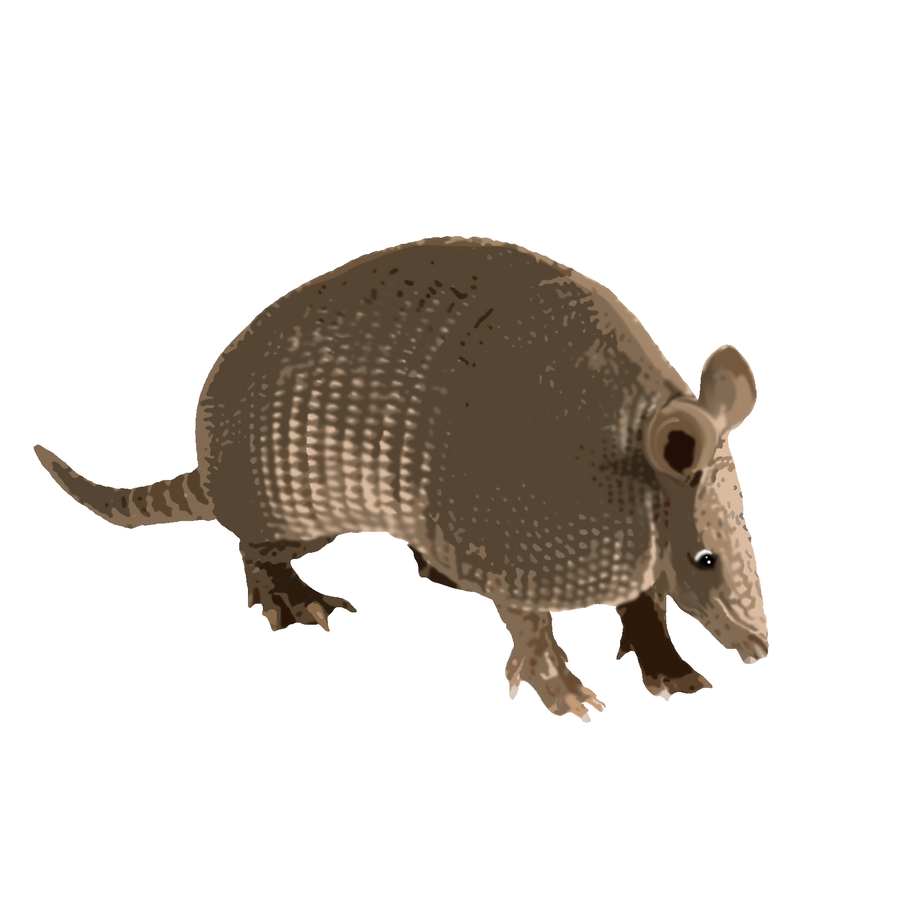 armadillo