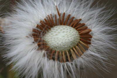 Practically Macro Free [Win/Mac] (Final 2022)