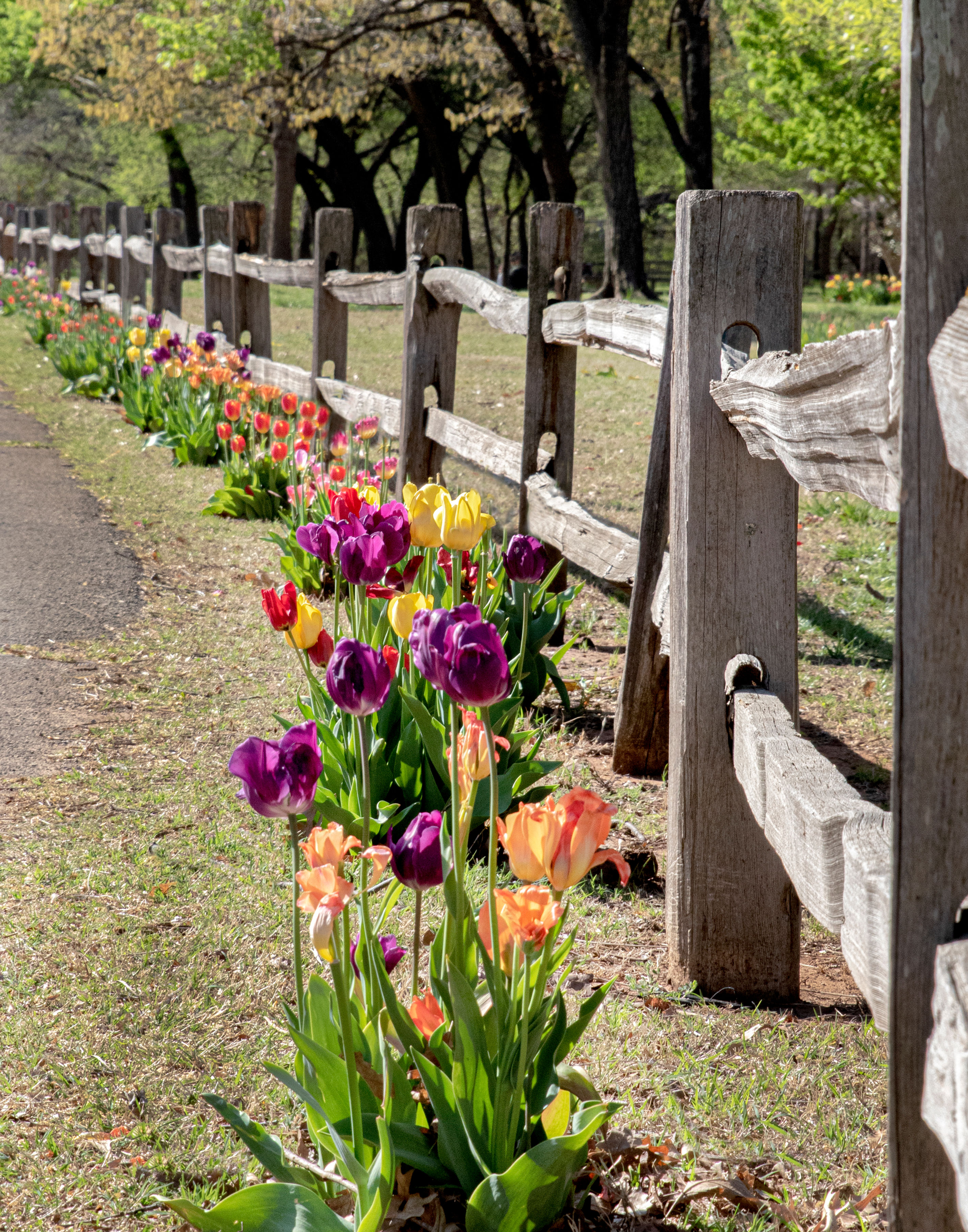 Tulip Fence line