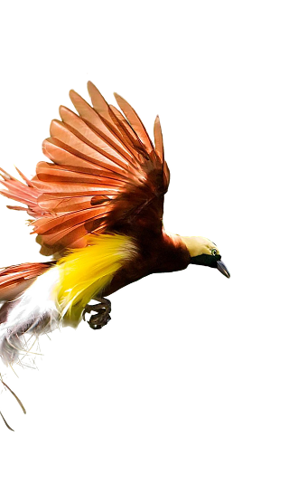 beauty-bird-paradise 1.png