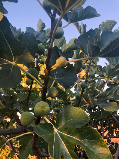 Cultivo De La Higuera