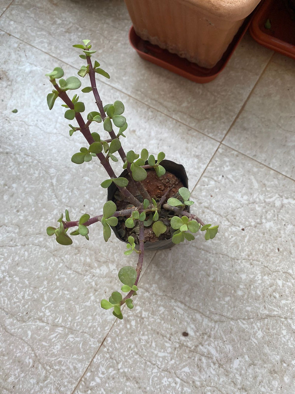 Thumbnail: Jade Plant