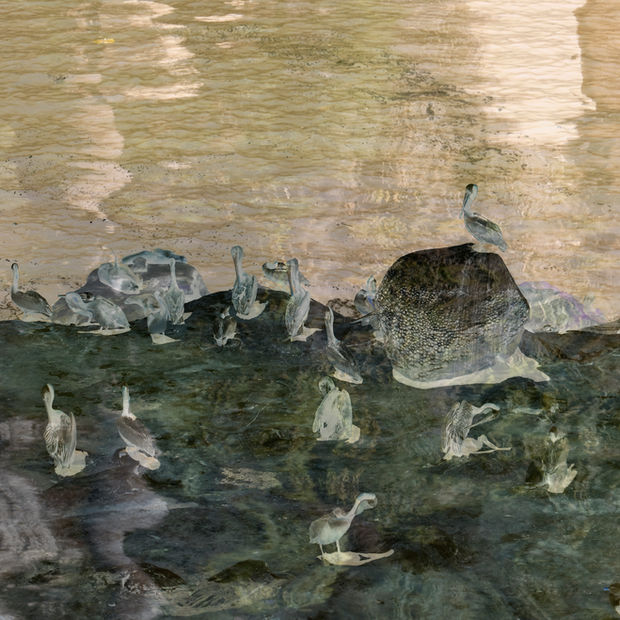 Great Green Pelican, #21, June 27, 2021..jpg