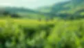 hcd2323.webp
