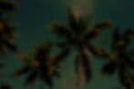 Palm Trees_edited_edited.jpg
