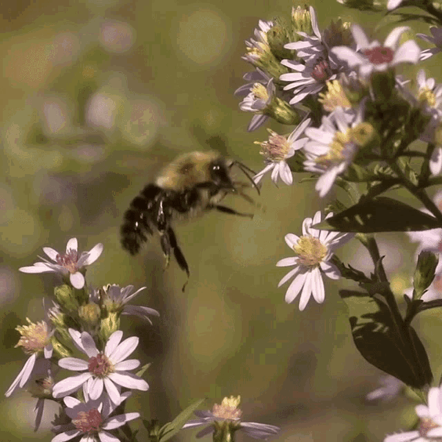 bee-flying.gif