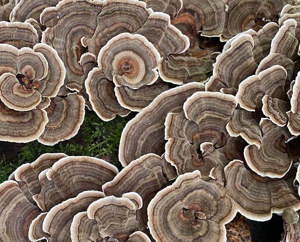 Thumbnail: 2 oz. Turkey Tail (Trametes versicolor) Mushroom Extract