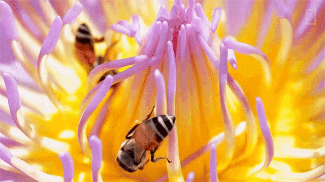 flower-feeding-national-honey-bee-day.gif