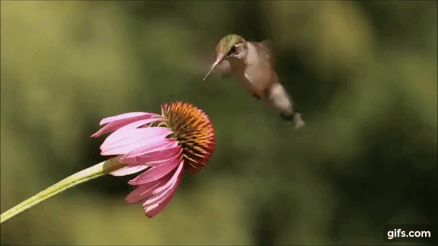 e730bdf5-75b8-46b0-973a-554621736869.gif