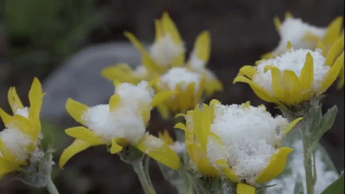 bce08da72811431a61085f40a5dd4361.gif