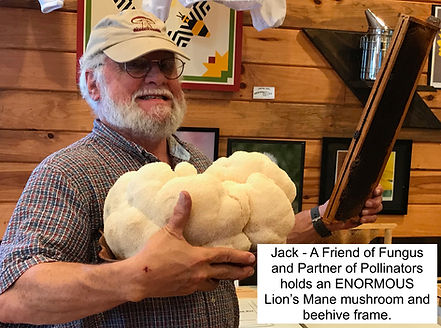 Lion's Mane jk.jpg