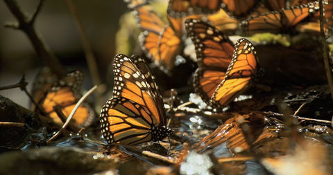 Monarchs
