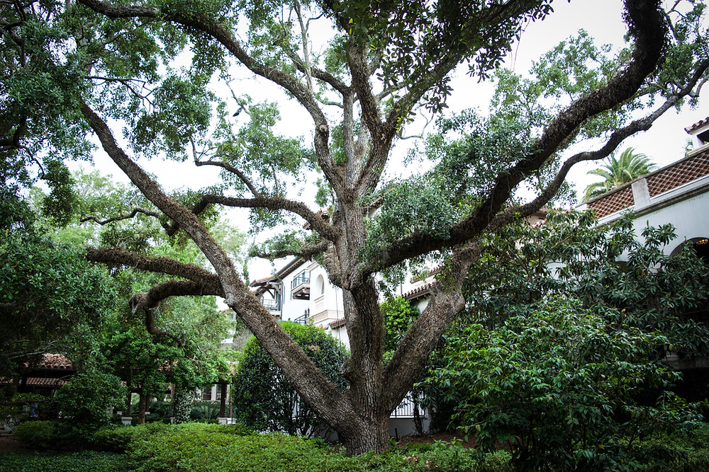Holly Canon Blog Travel and Lifestyle Sea Island Georgia Cloister at the Sea