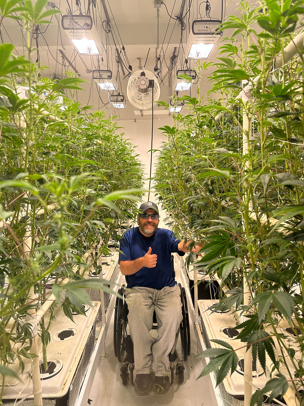 Smiling man in a wheelchair gives a thumbs-up in a bright indoor cannabis grow room between tall green plants.