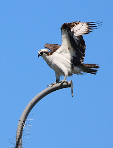 birdstoday10.jpeg