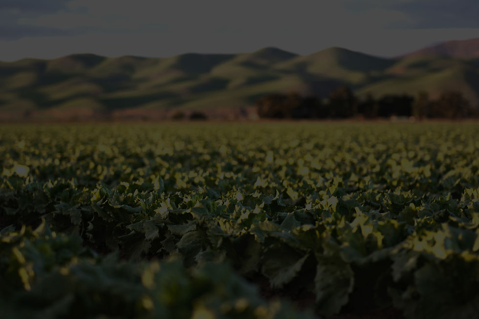 Green Fields
