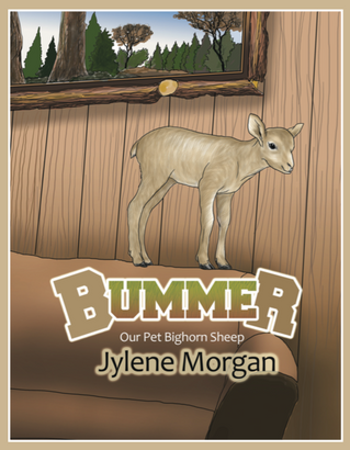 BUMMER, Our Pet Bighorn Sheep