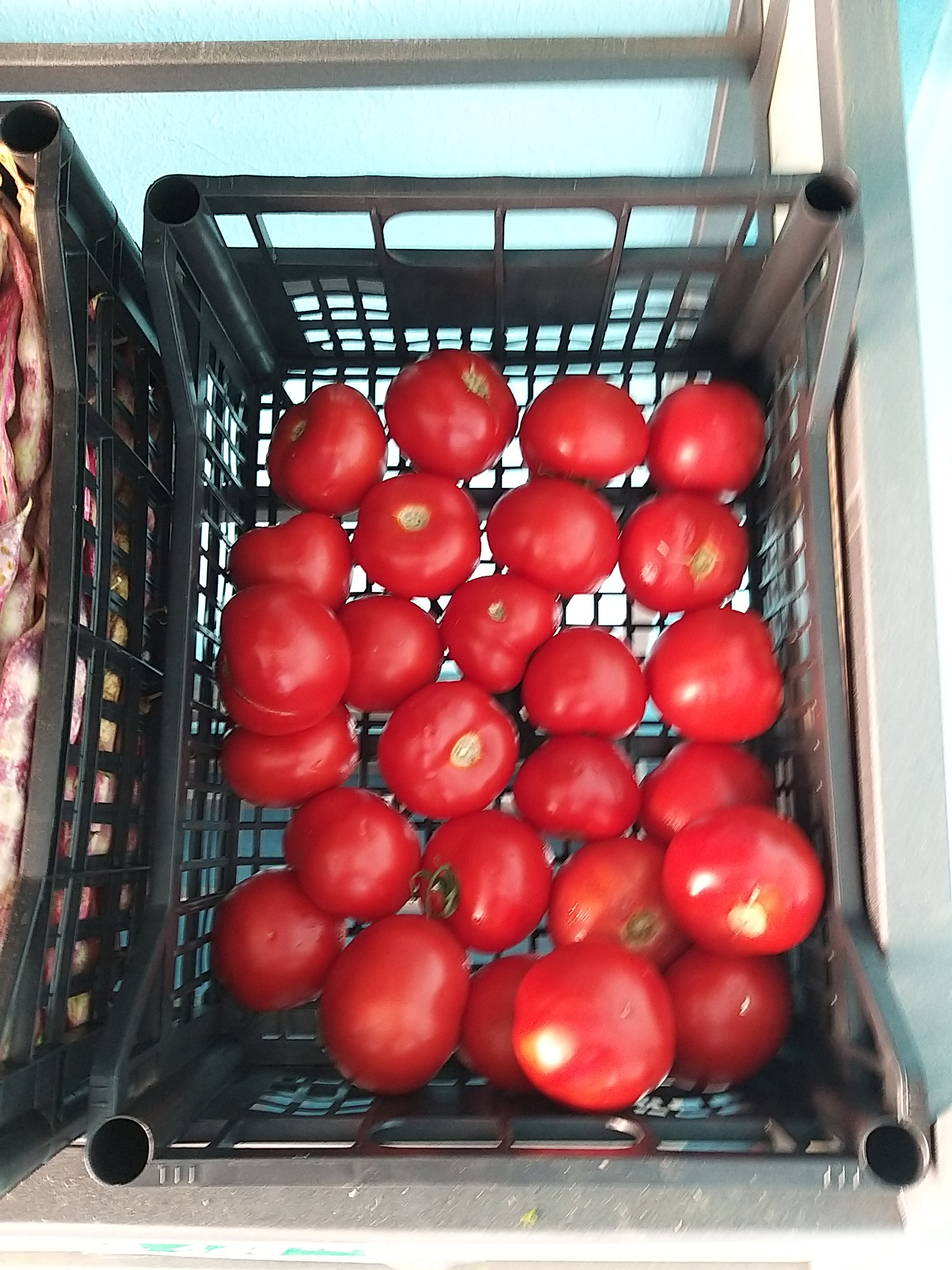 Pomodoro tondo 