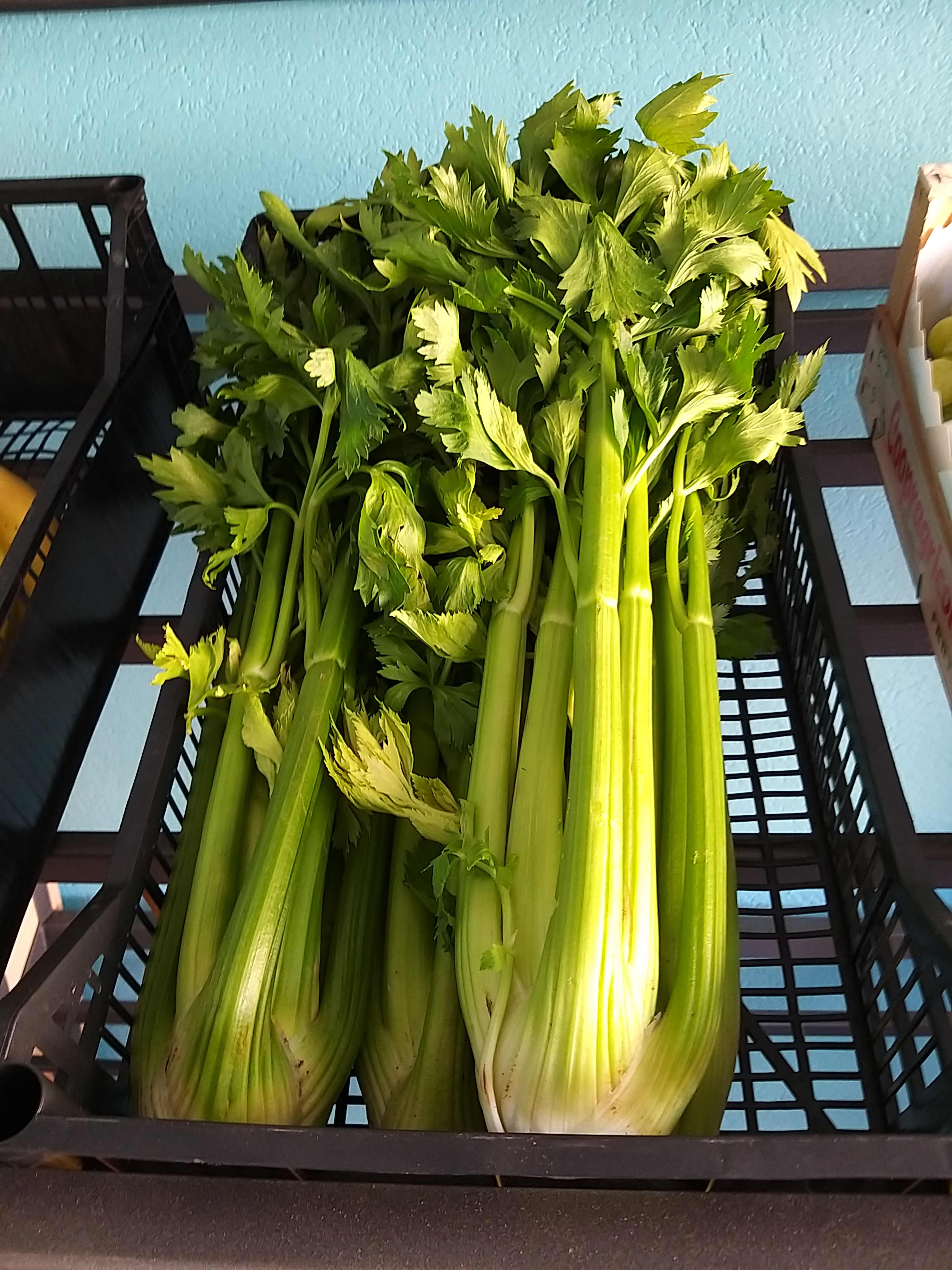 Sedano verde 