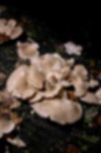 Oyster mushrooms on the Willamette University campus on Oct. 24, 2025. Photo by Jack Godsil