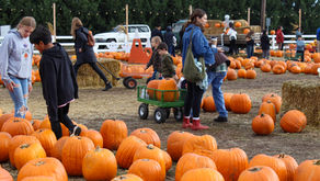 Photojournalism: Yesteryear Pumpkin Patch