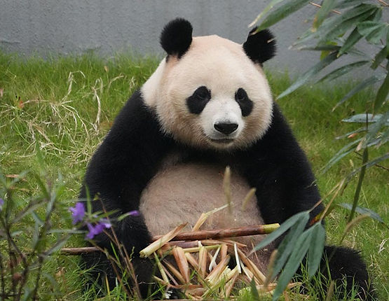 Chengdu Panda Base