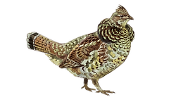RuffedGrouse.png