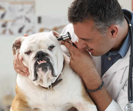 veterinary3