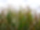Comus Farm Corn
