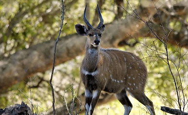 Cape Bushbuck