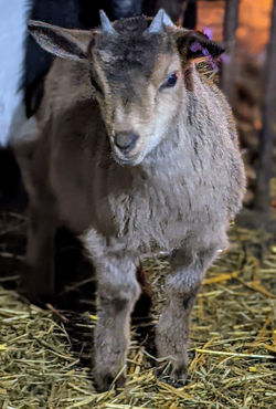 Penny's 2021 Doeling