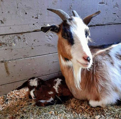 Glory newborn and her Dam