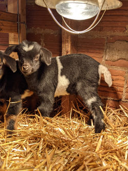 Rory's 2021 Buckling