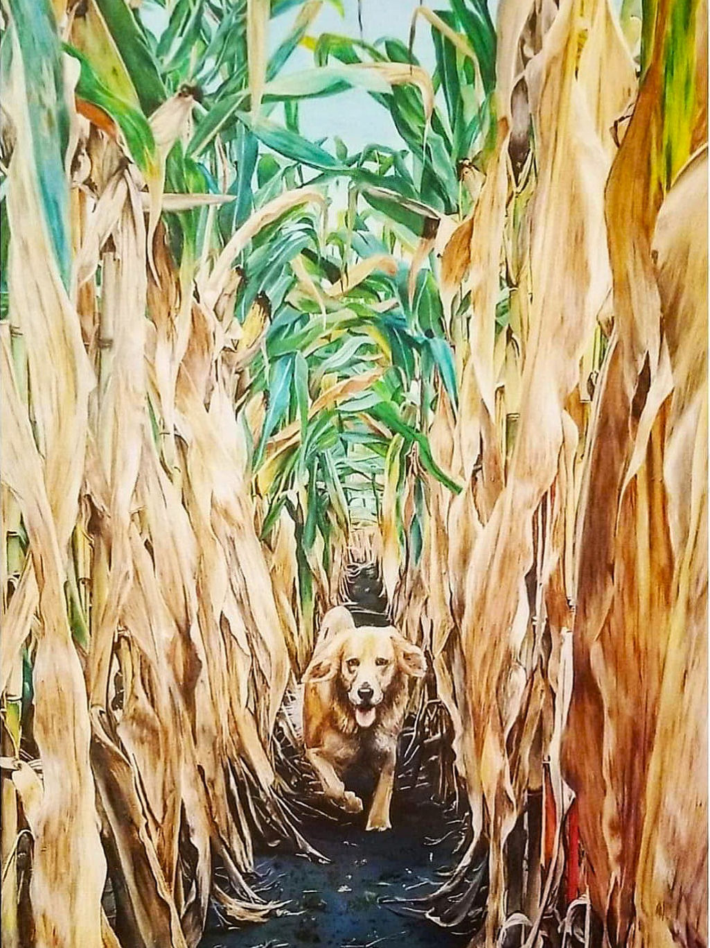 Lost in the Maze-Canvas