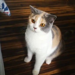 60472368_1237653886394535_84642672075834