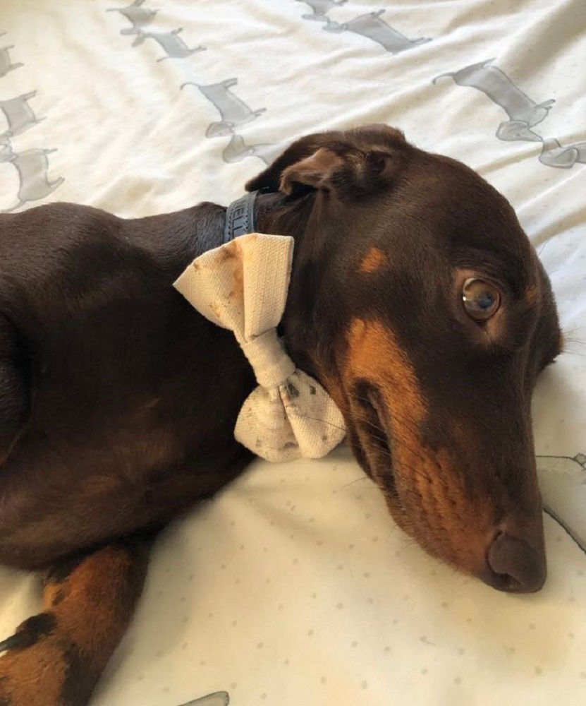 Thumbnail: Furever Gifts Dog Bandana and Bow Tie Set