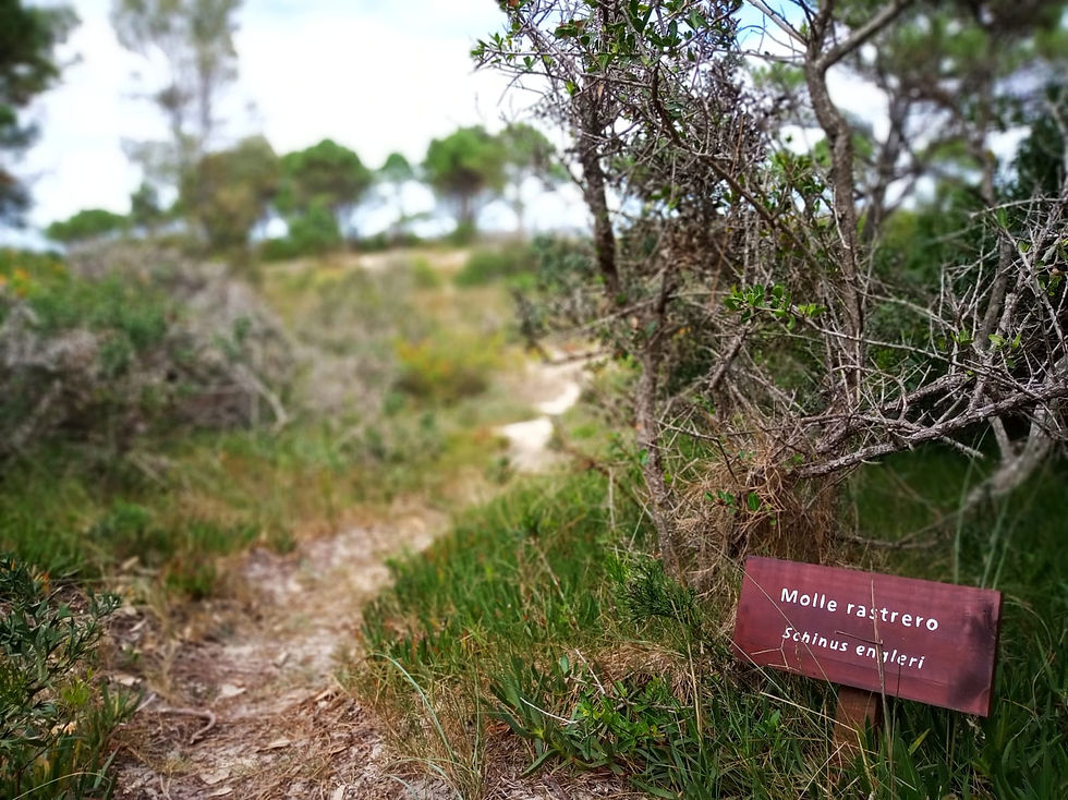 Caminatas en senderos naturales