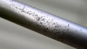 Texto técnico explicando que o aço inoxidável, embora resistente, não é totalmente imune à corrosão. Destaca a importância do cromo na formação da camada passiva que protege contra a corrosão, os principais tipos de corrosão que podem ocorrer em diferentes condições, e apresenta métodos eficazes para prevenir danos, como a escolha adequada da liga, tratamentos de superfície, manutenção preventiva e cuidados com contaminação por outros metais.