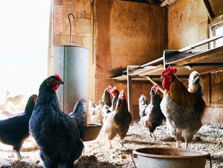 Chicken Rant