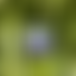 FABCBD gummies in a tall grass bush. These CBD gummies are critical when setting up a night time routine for better sleep.