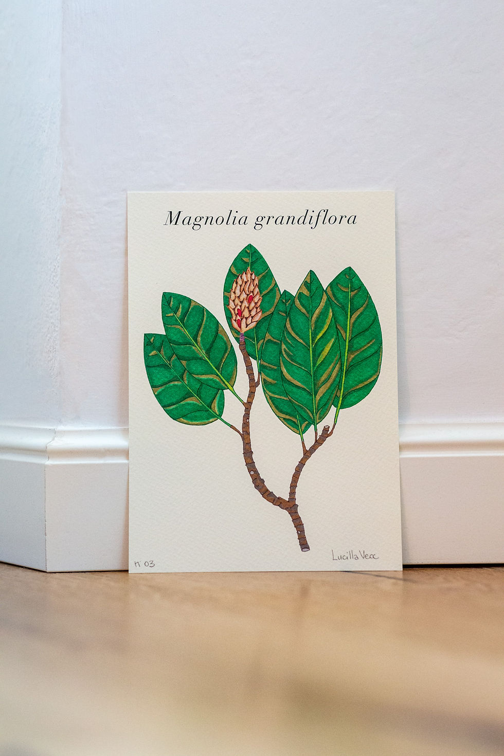 Miniatura: "Magnolia" Nature Illustration