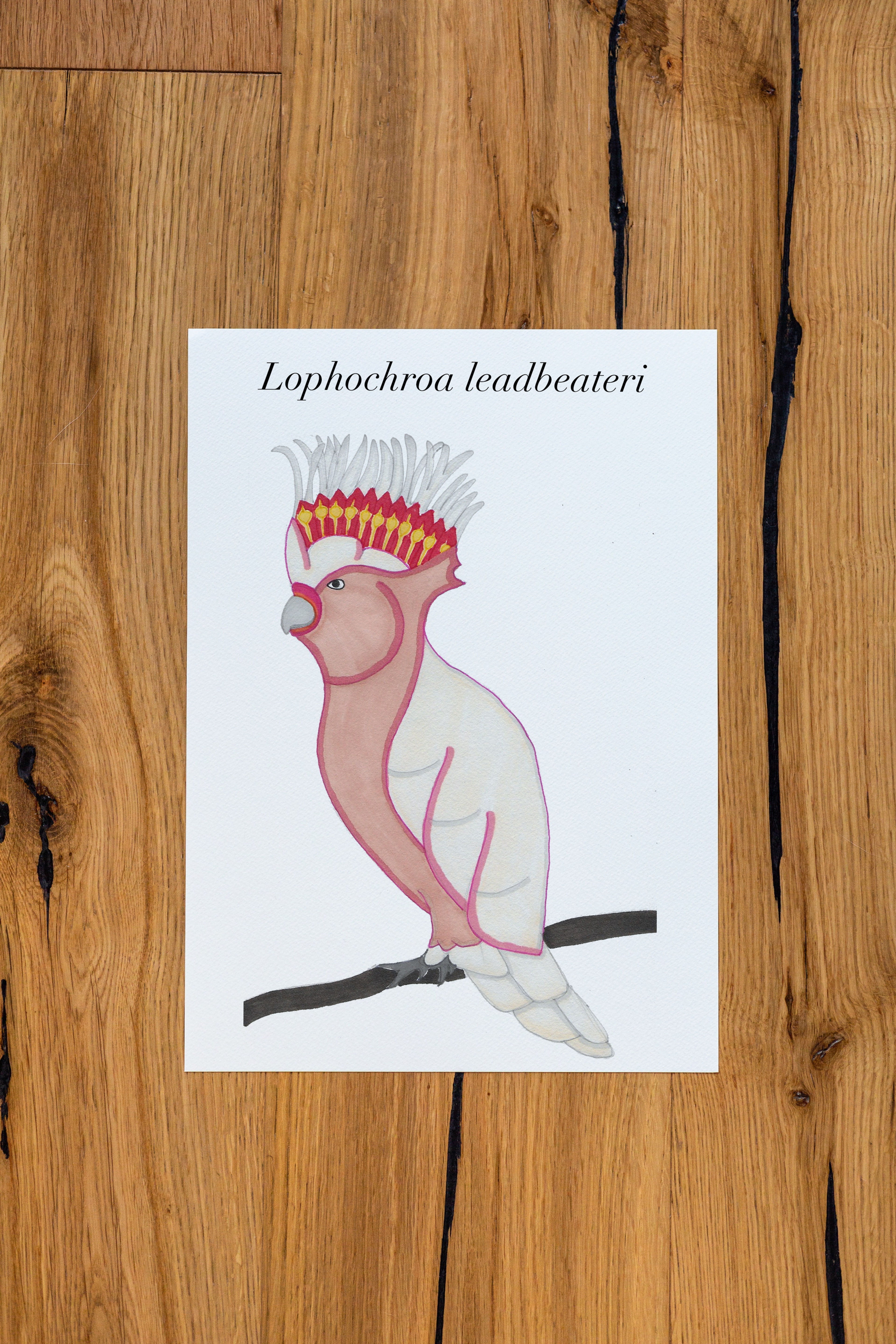 "Parrot" Nature Illustration