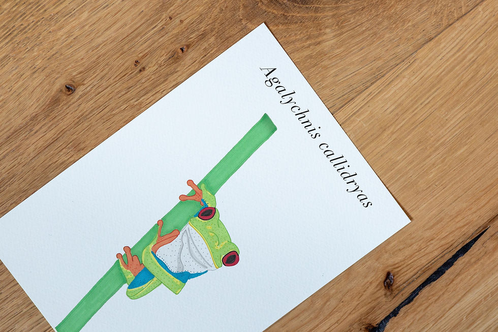 Miniatura: "Red-eyed Treefrog" Nature Illustration