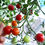 Thumbnail: Mini Tomatoes - Red Cherry Tomatoes