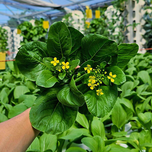 ASIAN VEGETABLES | Straits Agriculture
