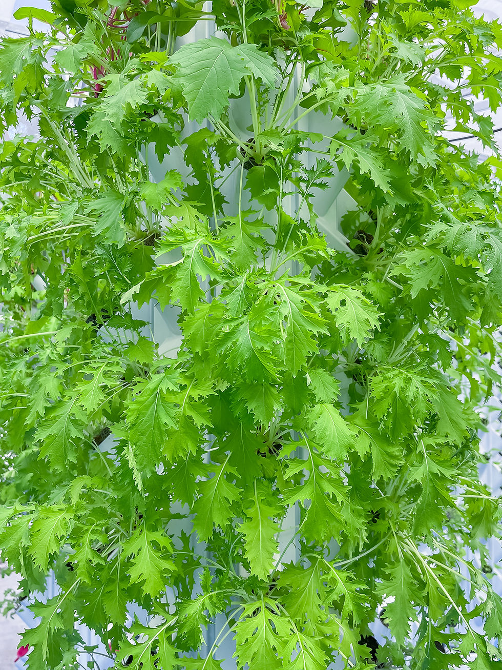 Thumbnail: Japanese Mizuna