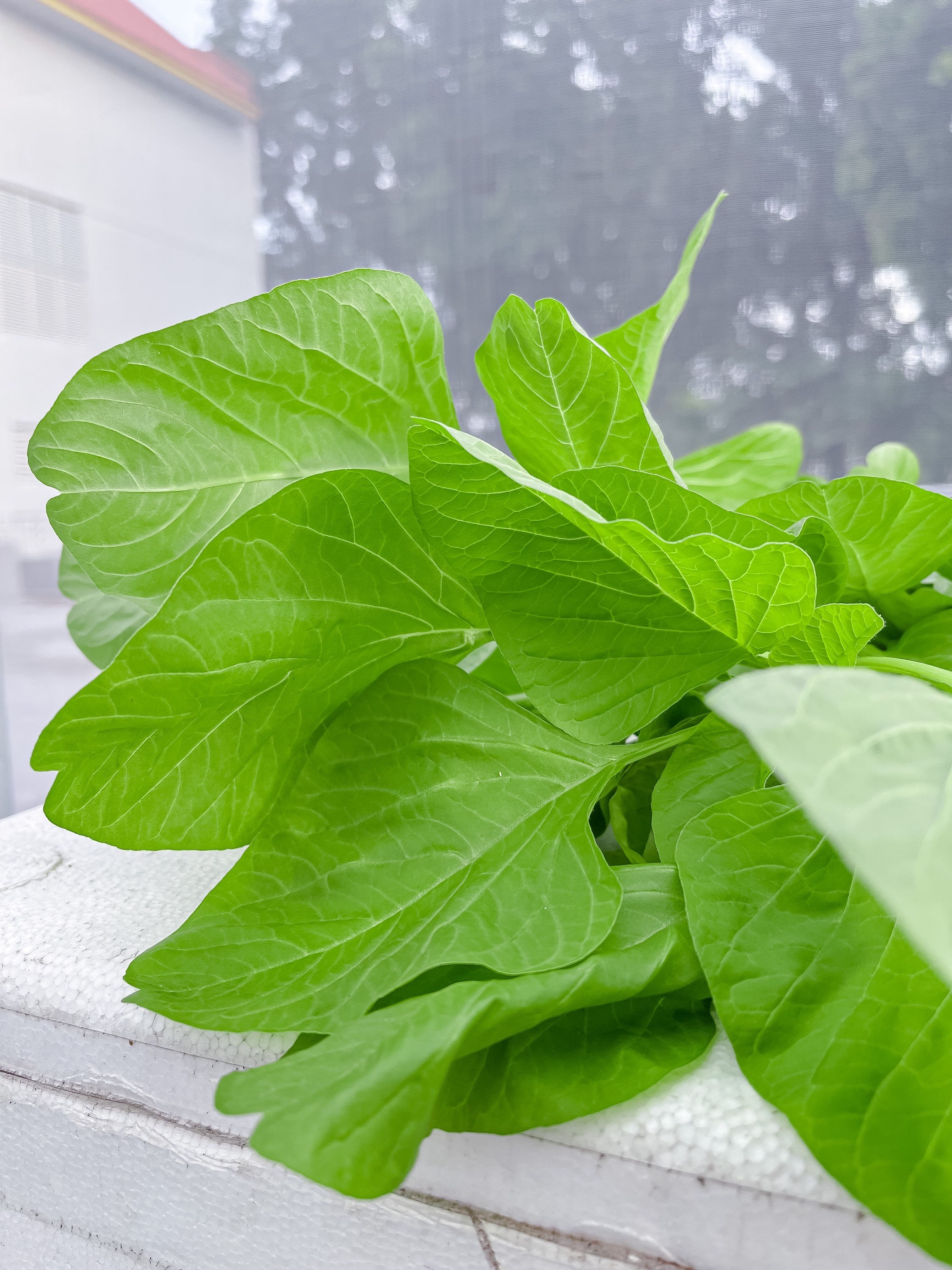 Round Green Spinach (Bayam)