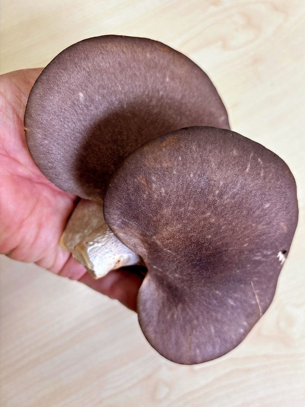 Thumbnail: Abalone Oyster Mushroom