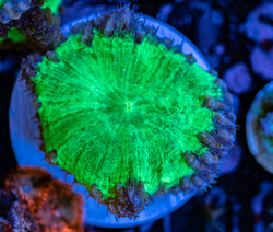 Cuttlefish 2020774032220.JPG